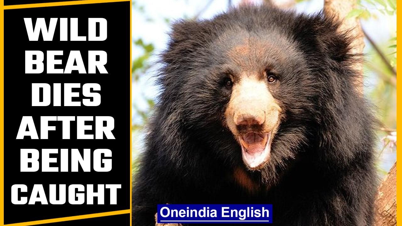 Wild bear dies after being caught | OneIndia News* News