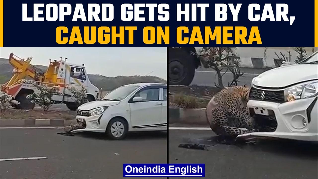 Leopard gets hit by car on highway, disturbing video goes viral | Oneindia news *News
