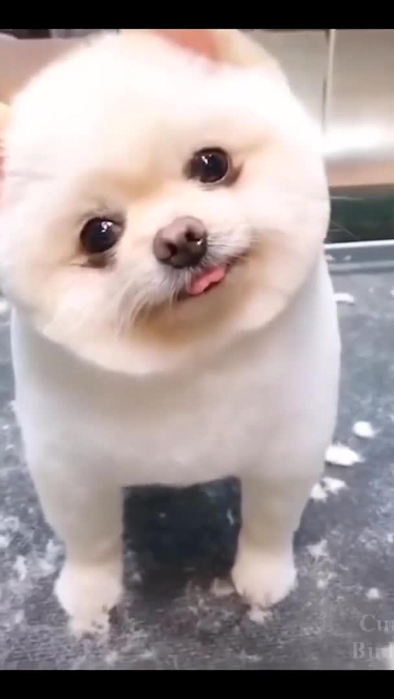 Funny Dog shaking is head!! VERY CUTE
