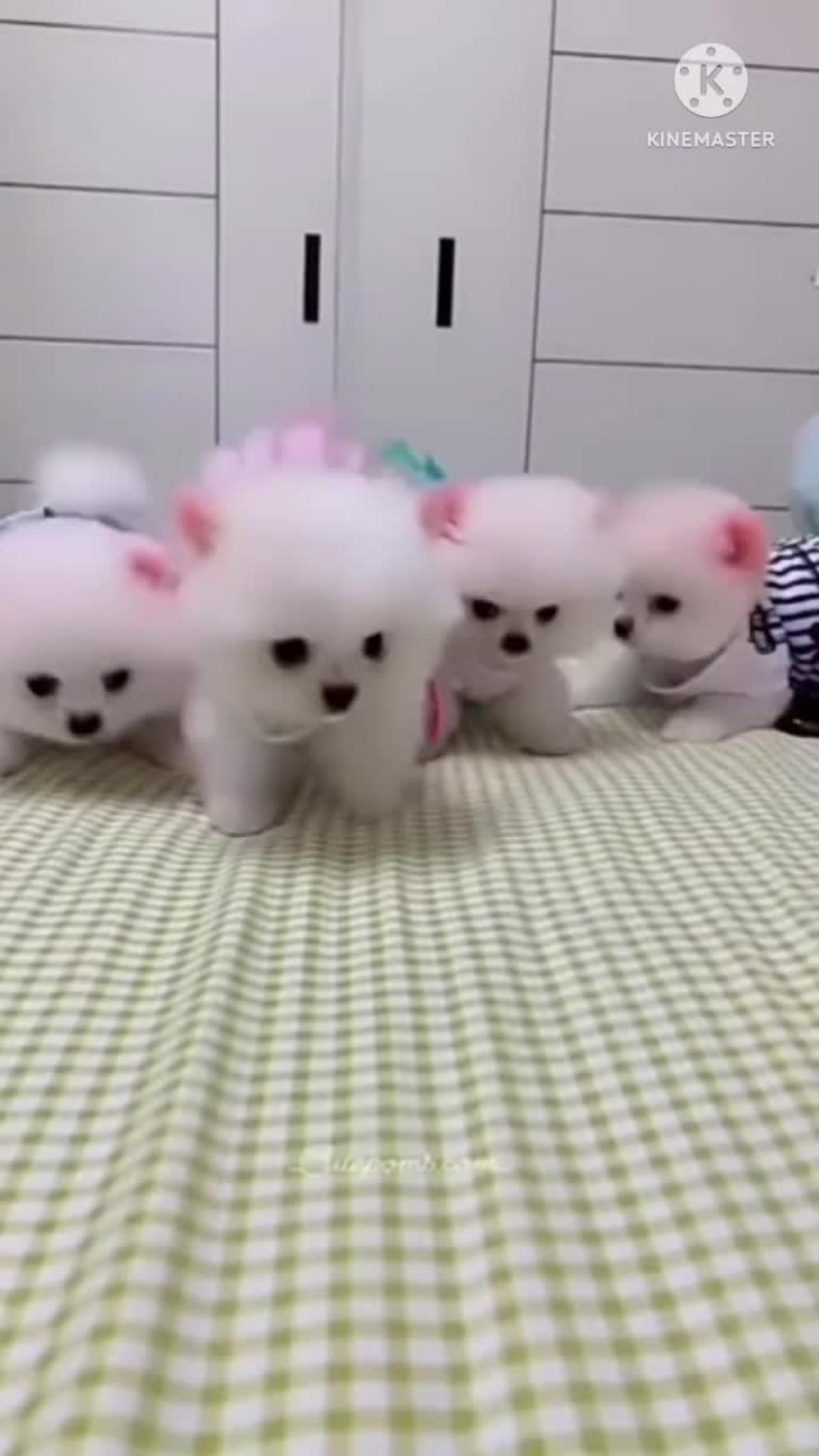 Cute baby puppies dogs viral video