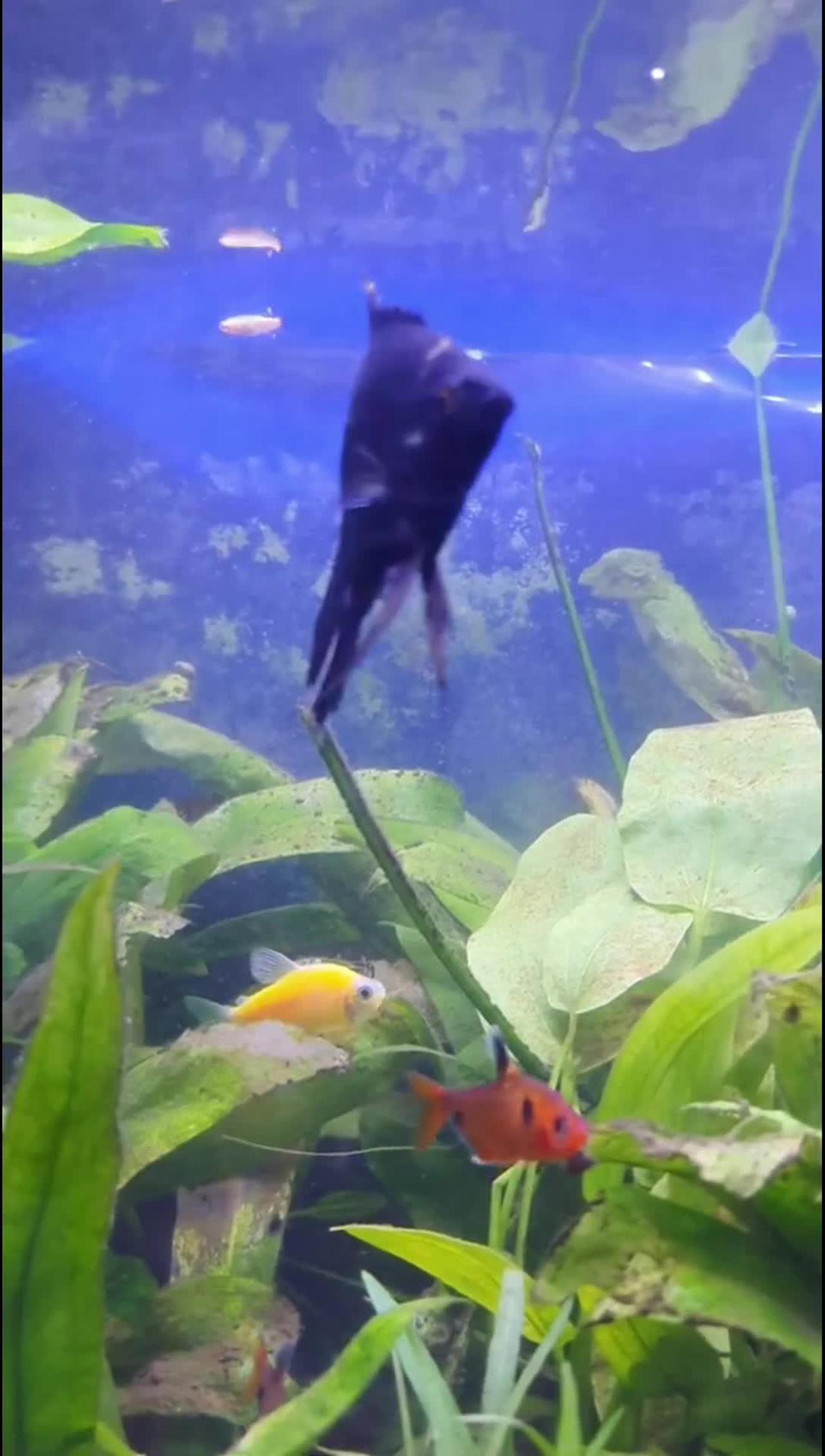 Beautiful Fishs In Aquarium