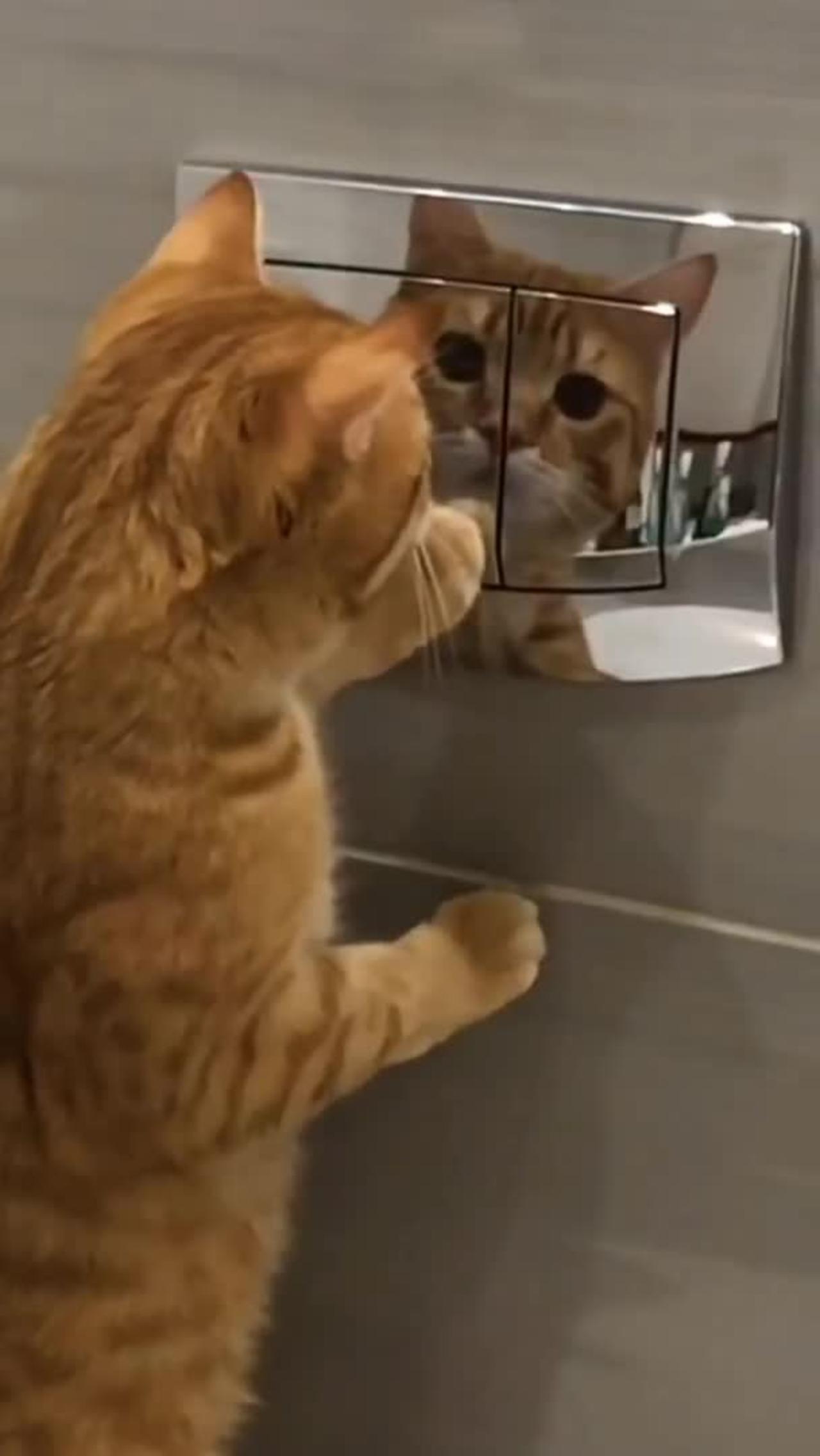 Funny Cute Cat 😹 Cute Cat Videos 🐈best cat video