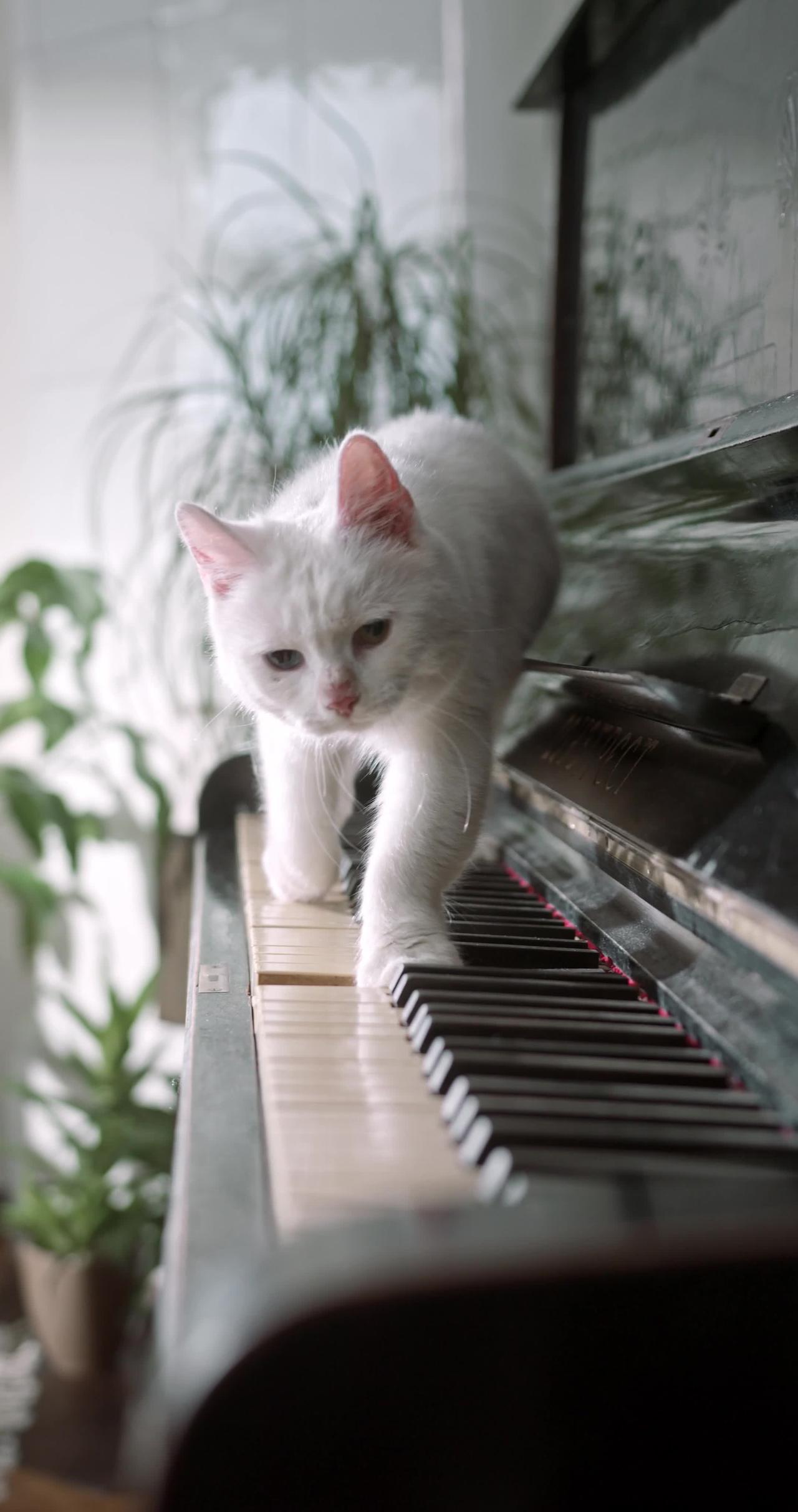 Cute cat piano