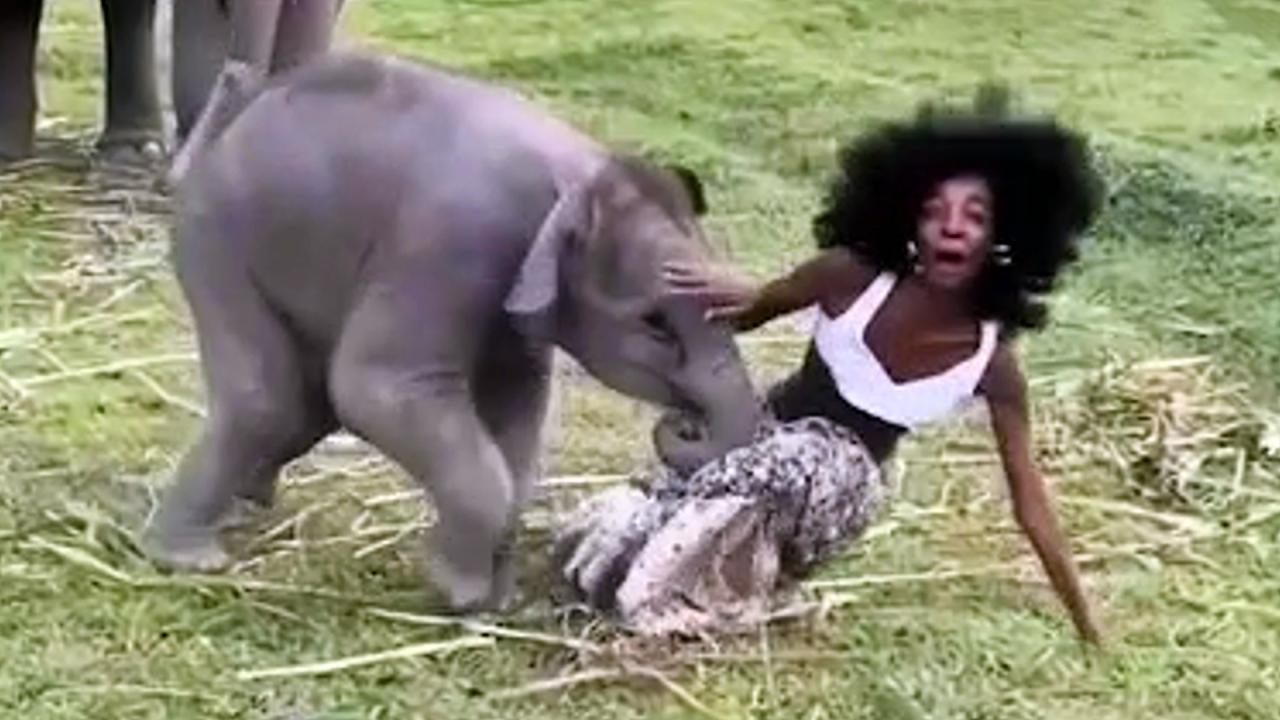 Playful elephant rips model's skirt off in hilarious encounter