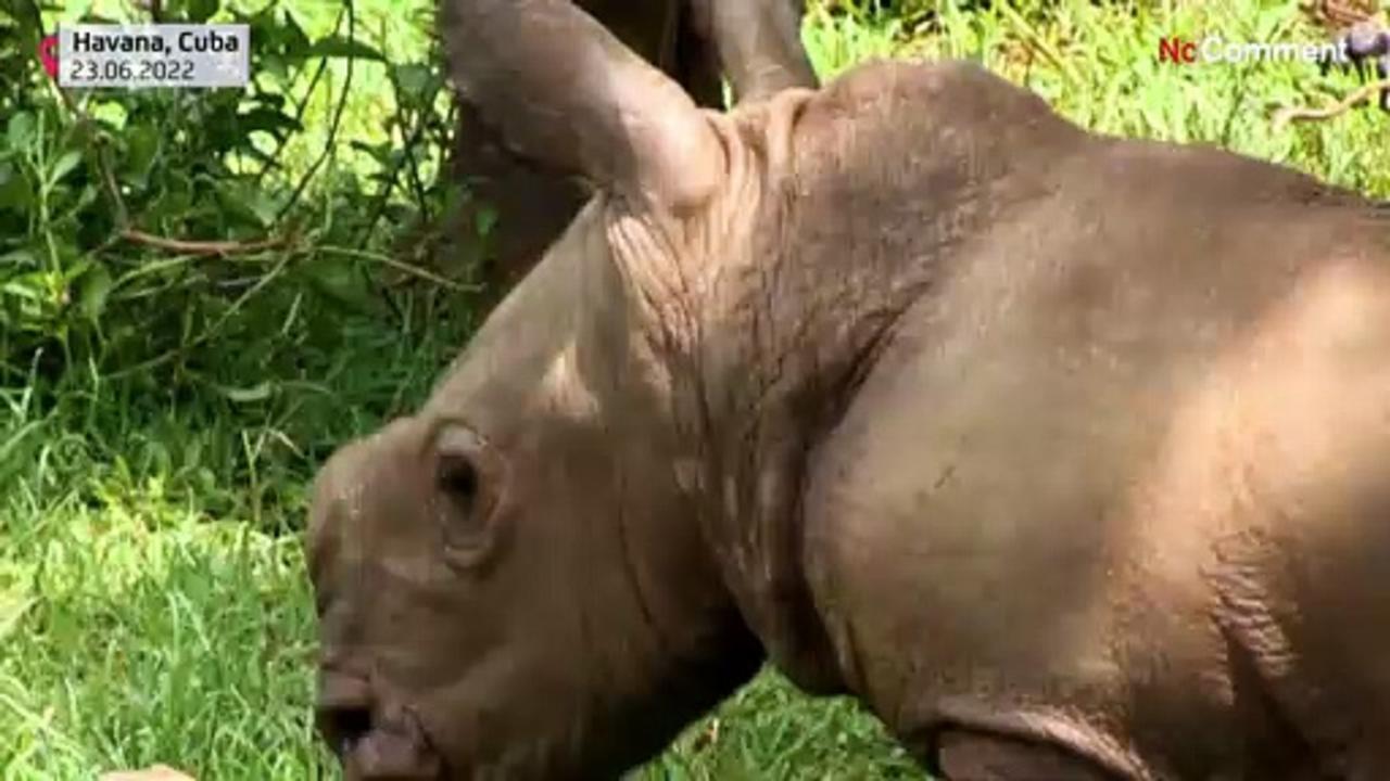 Ale, the new baby white rhino at Cuba's national zoo