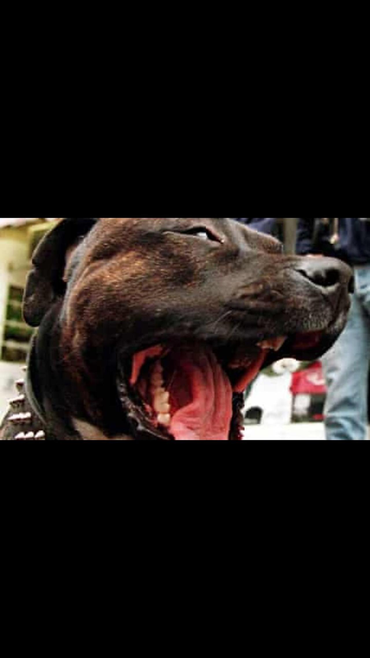 American Dog Vs Indian Dog | American Dog Attack In New Delhi
