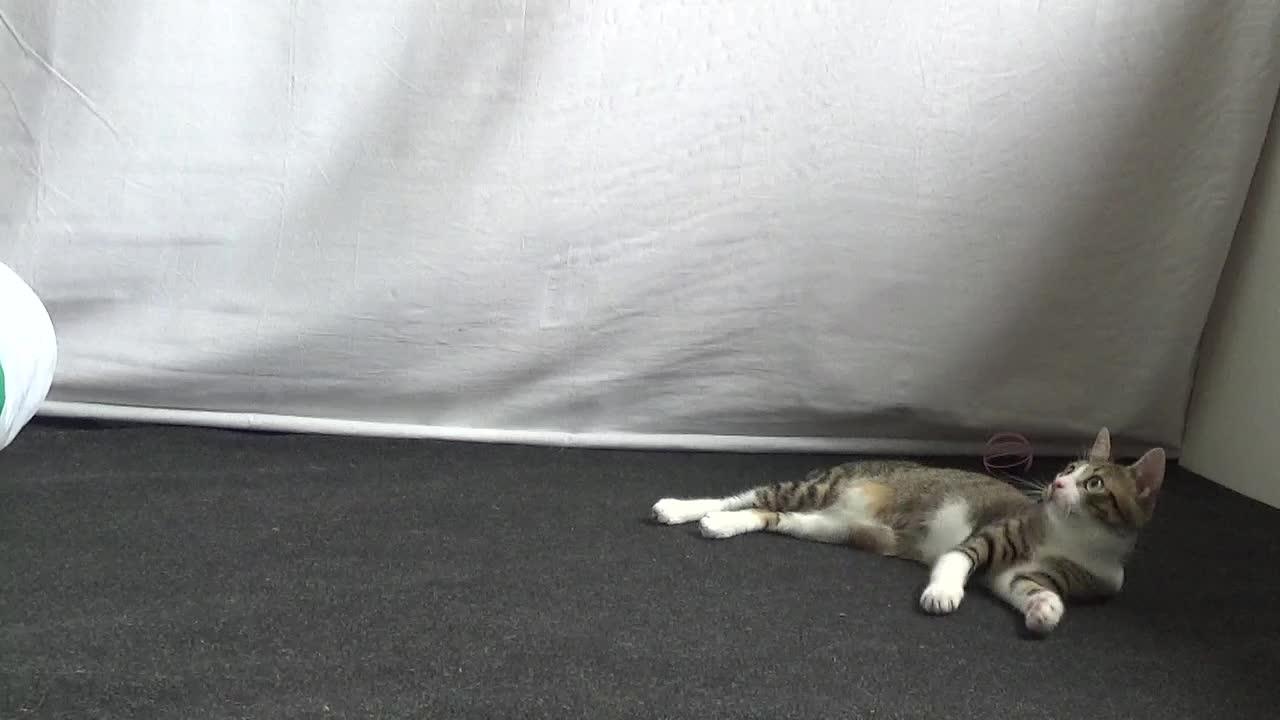 Funny Kitten Plays with Feather Toy
