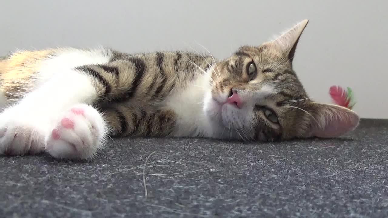 Kitten Tired from Playing Breathes Deeply