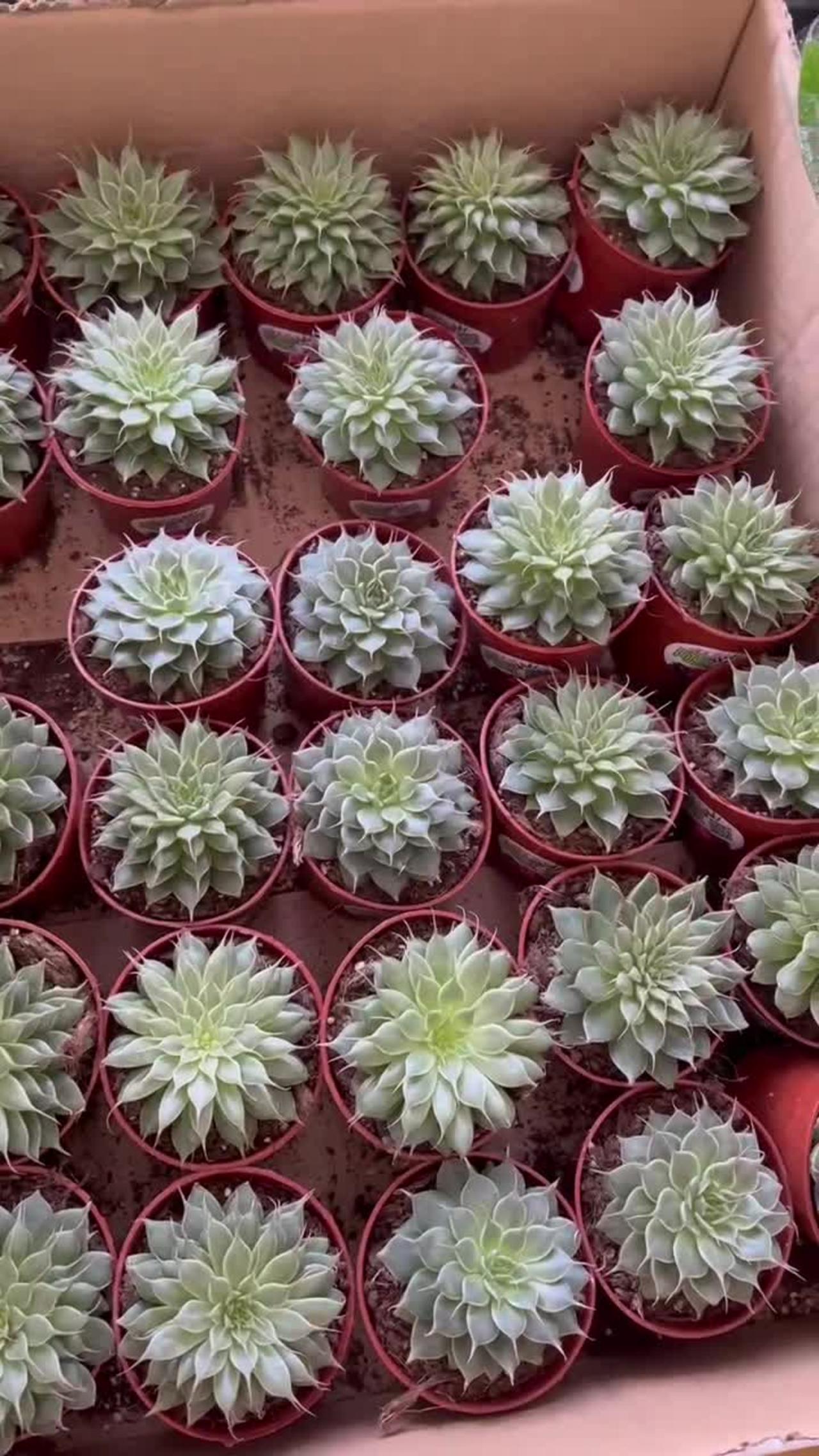 neatly arranged green plants