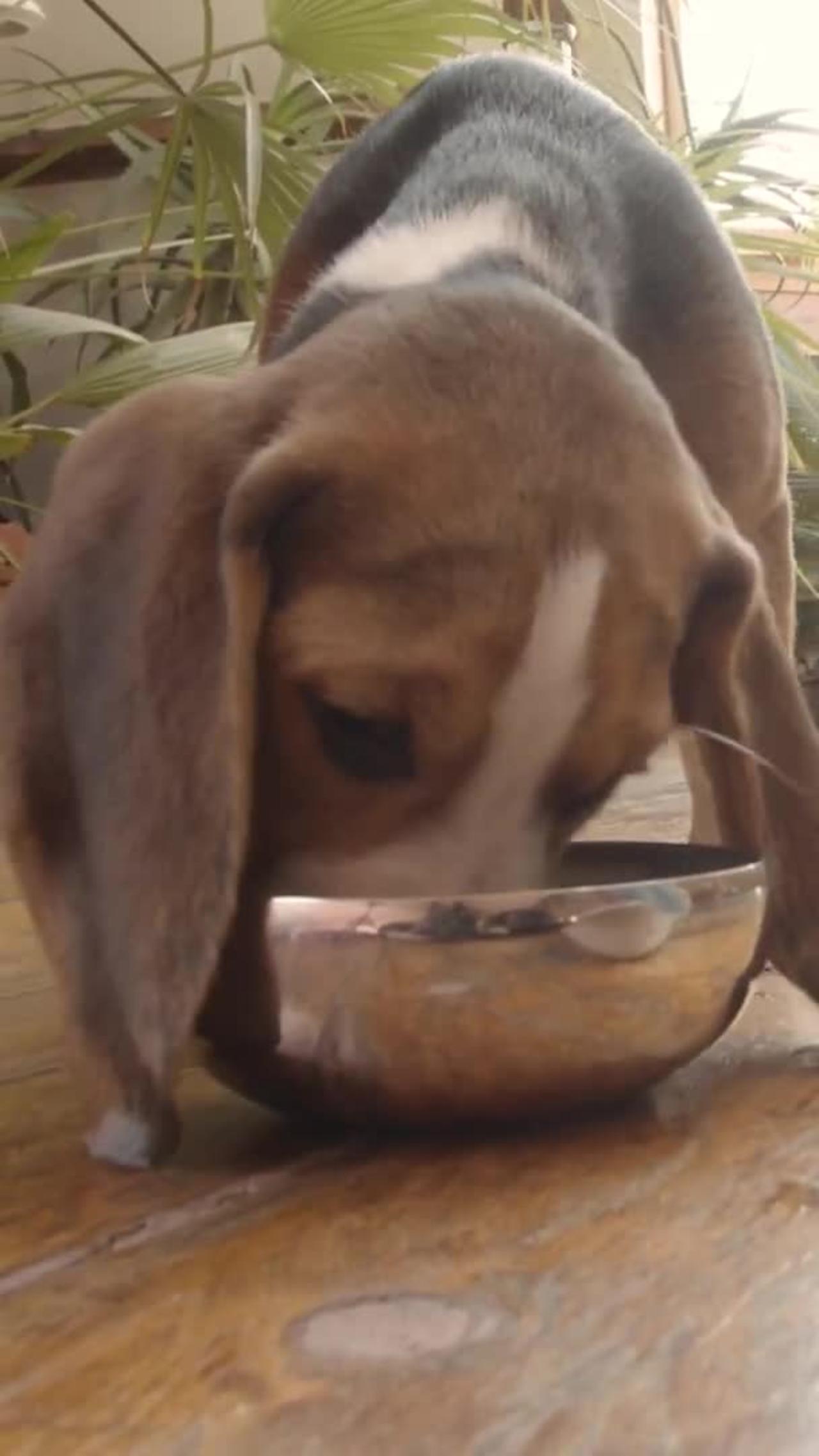 Dog eating food tranding One News Page VIDEO