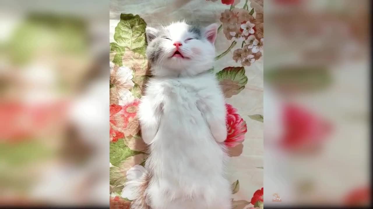 Baby Cats, Cute and Funny Baby Cat Videos Compilation