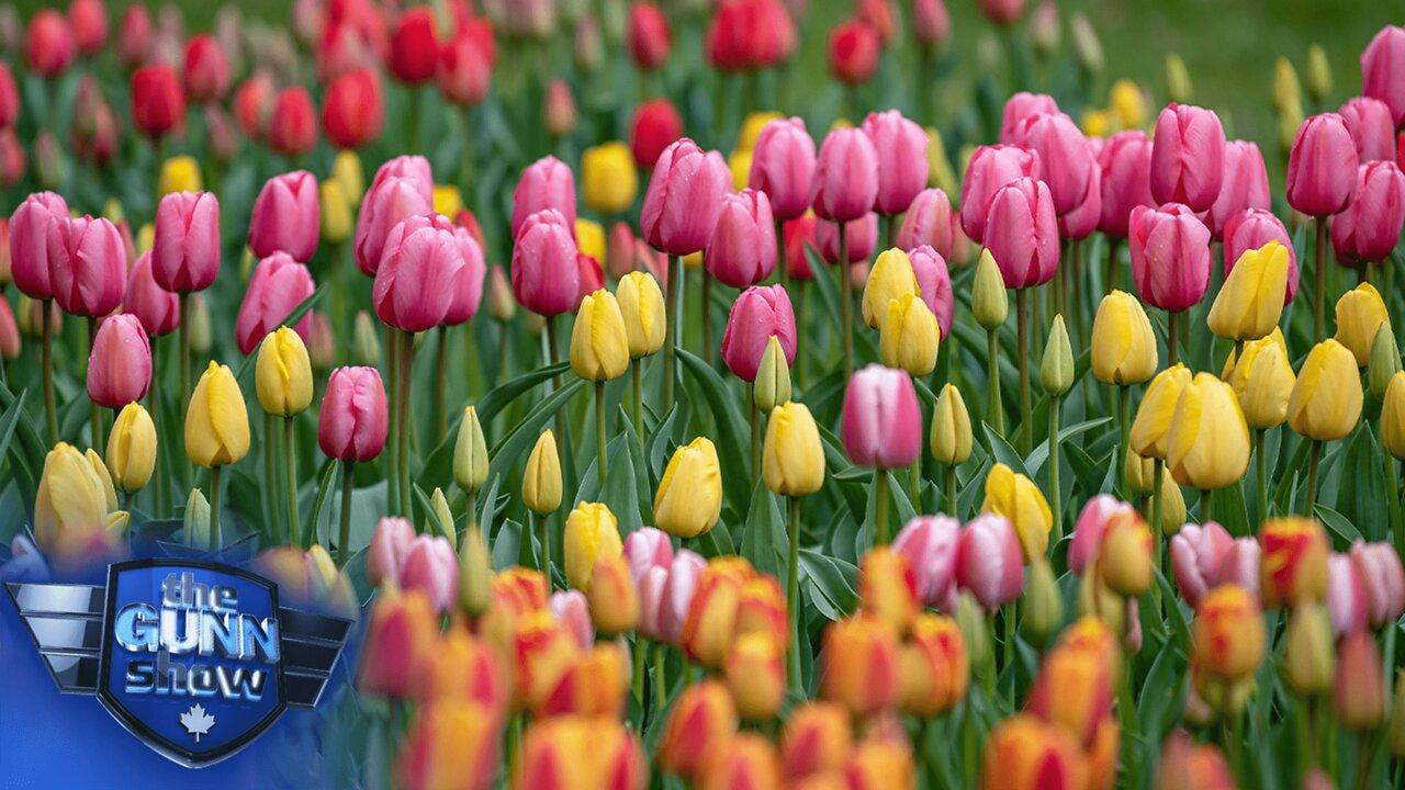 What Tulip mania can teach us about the marketing push behind today's green products