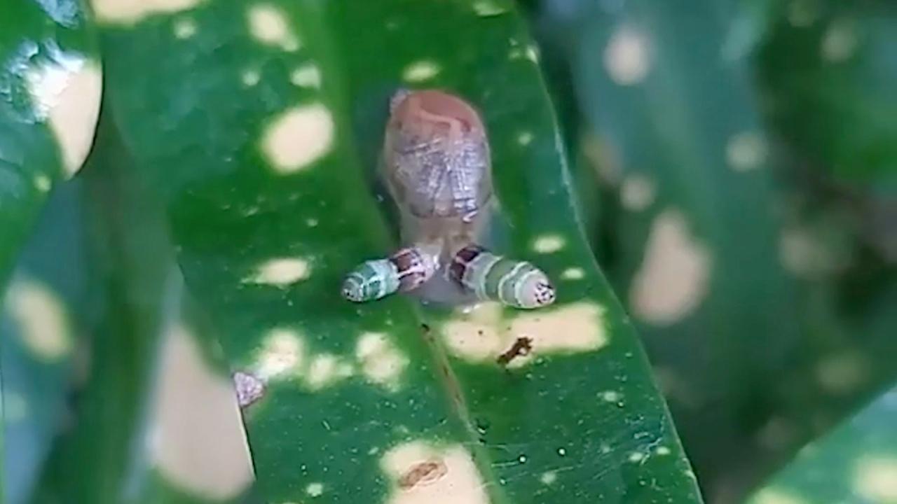 Man finds creepy 'zombie' snail in his garden