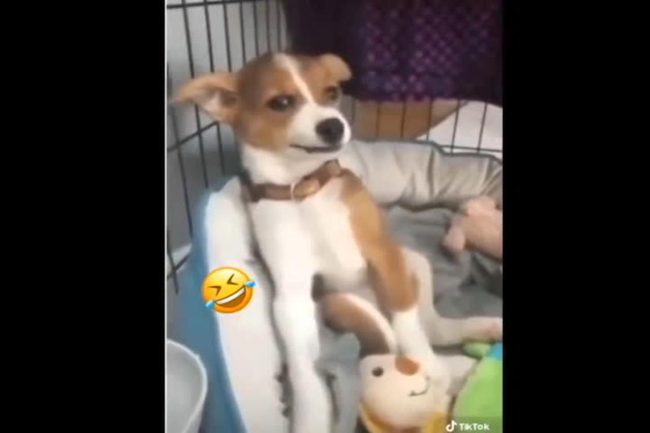 Funniest TikTok Dogs and Cats !! TRY NOT TO LAUGH !!!