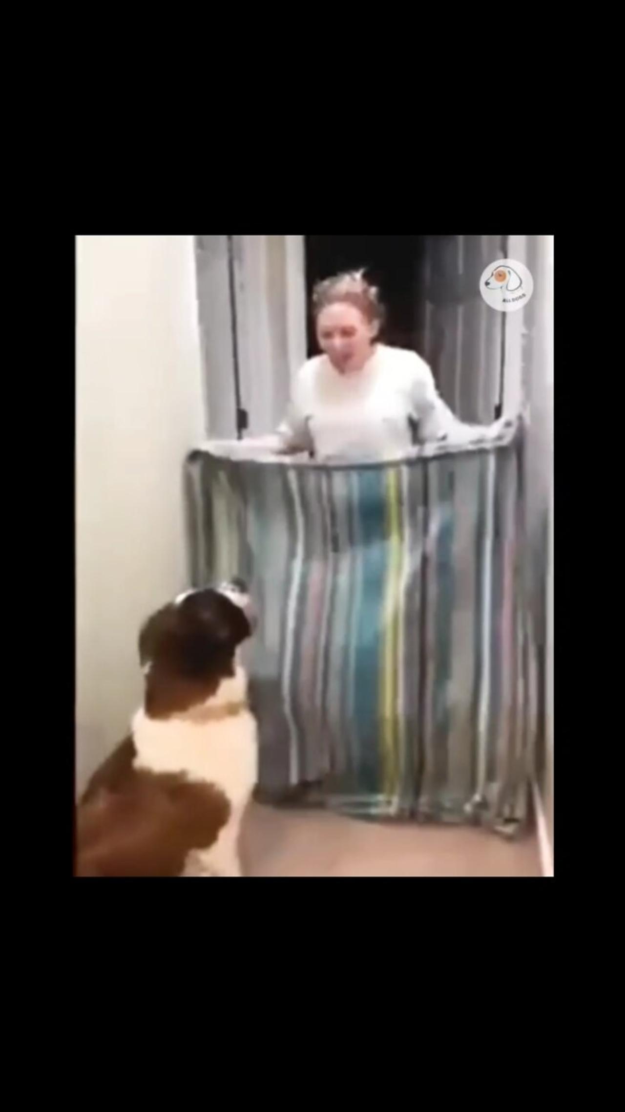 Dog 🐶 best savege video// pet dog funny video