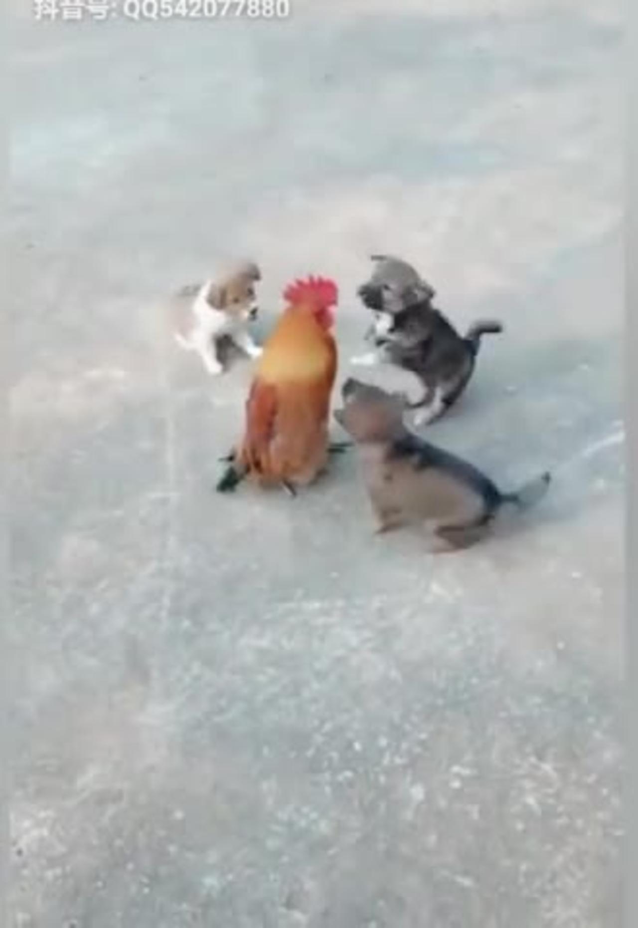 Chicken vs dog fight