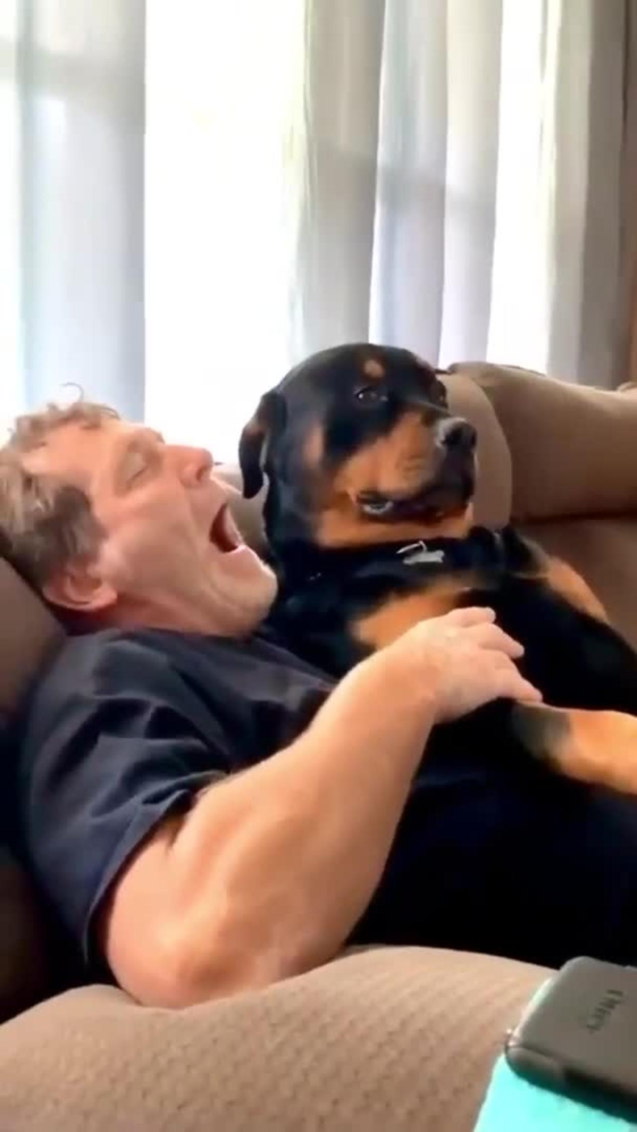 Rottweiler Funny Dog Videos