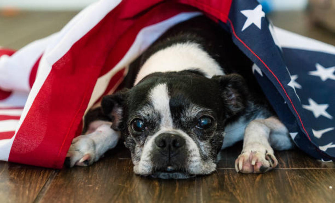 6 Tips to Reduce Your Dog’s Stress During the 4th of July