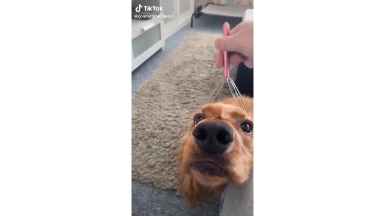 Compilation of Funny DOG Videos!