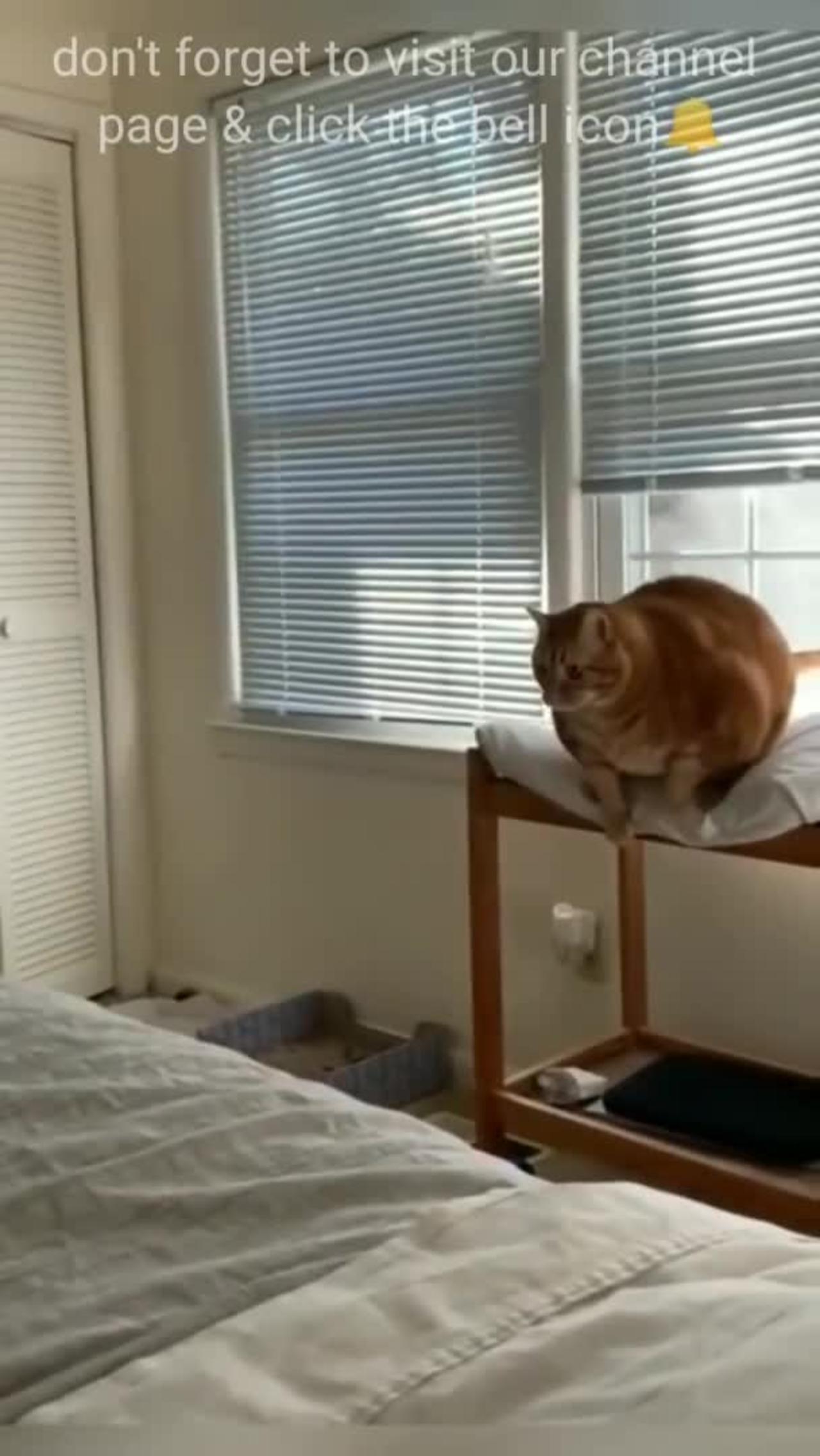 Cute cats funny videos 🤣🤣😂