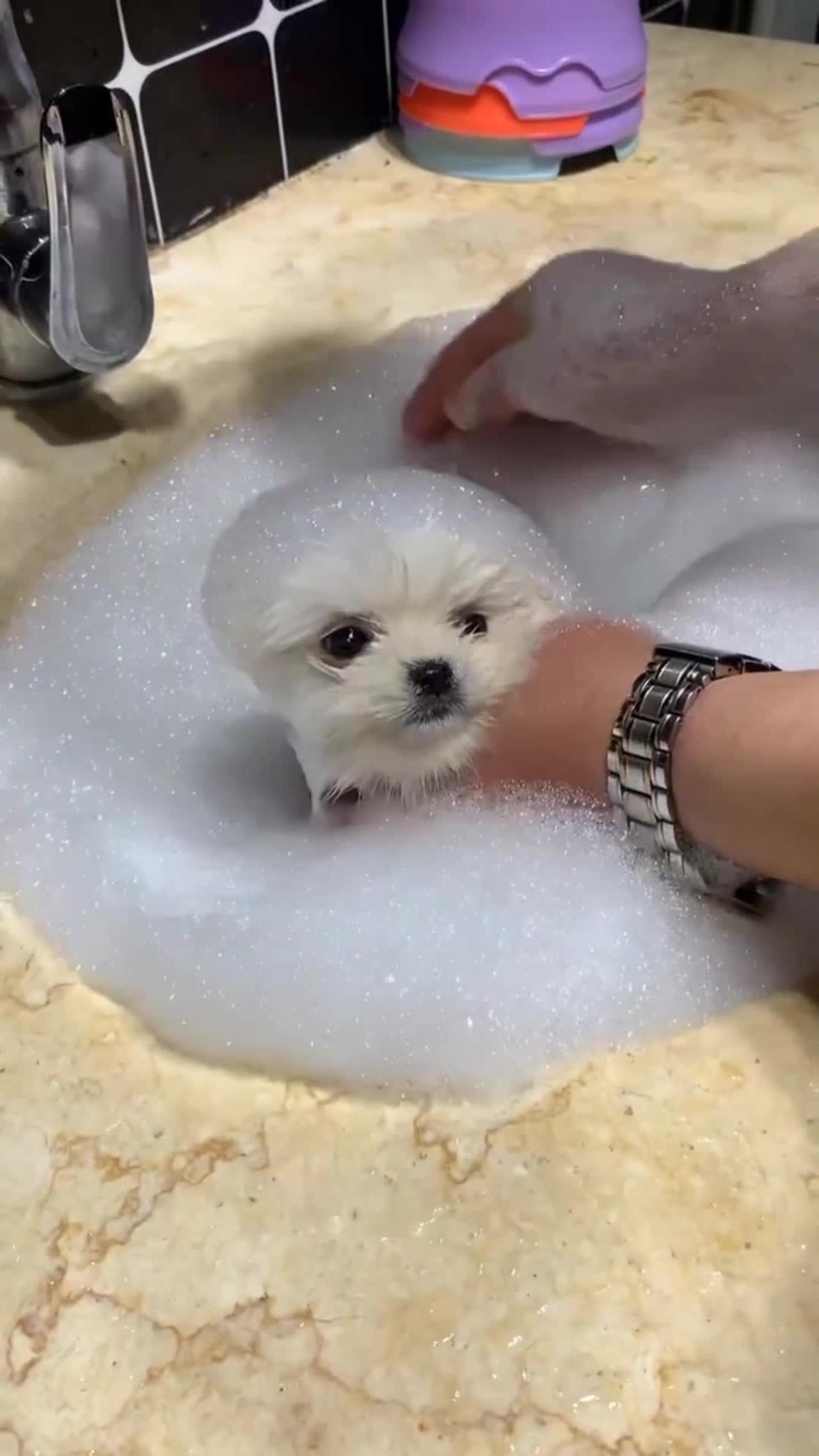 🤩The best way to clean a dog watch