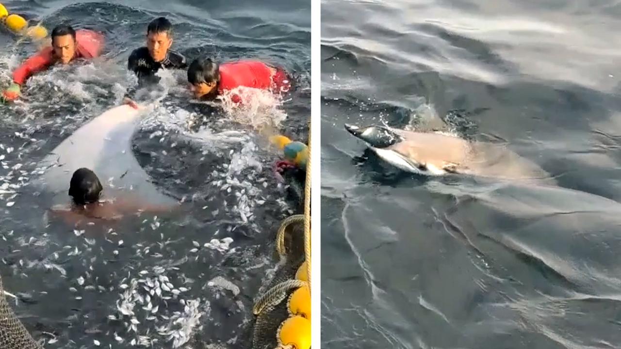 Kindhearted fishermen rescue stingray trapped in net