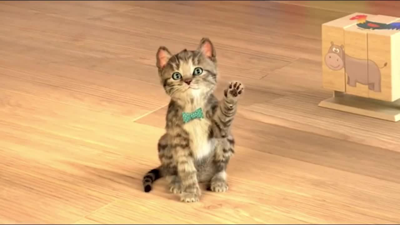 Cat Funny Video!