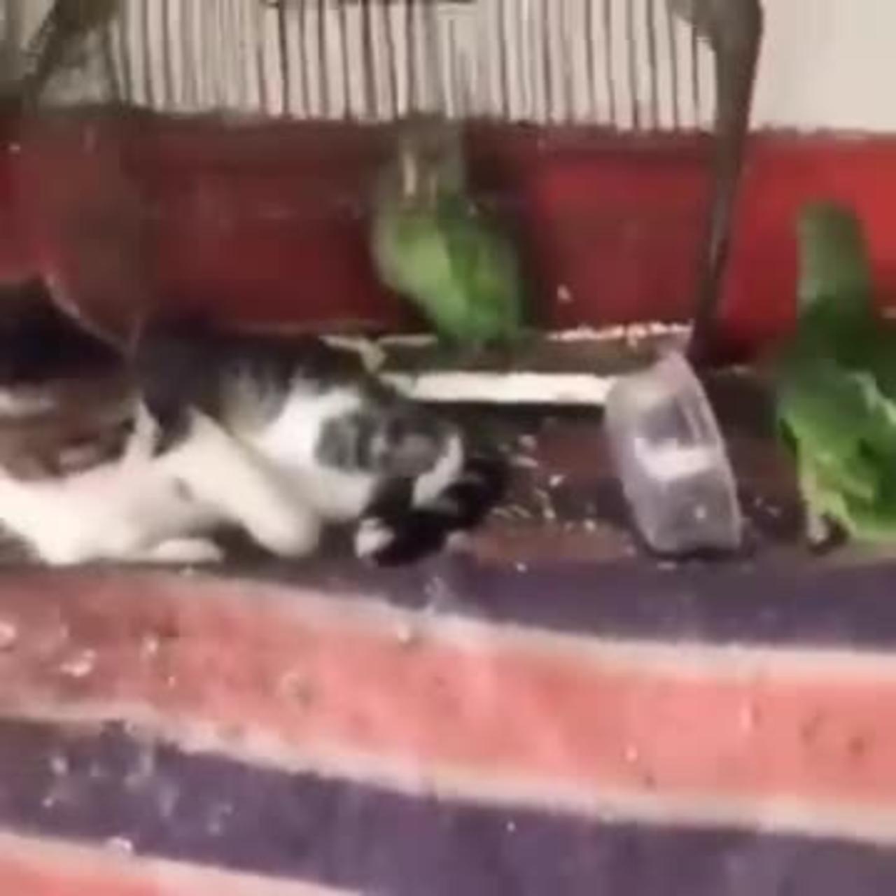 Cat Reaction Video
