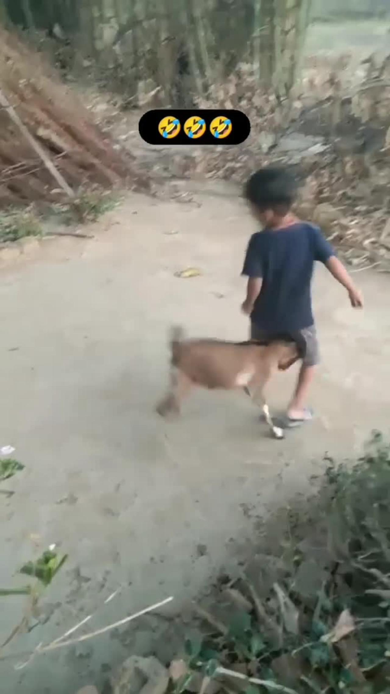 Indian goat and boy funny videos