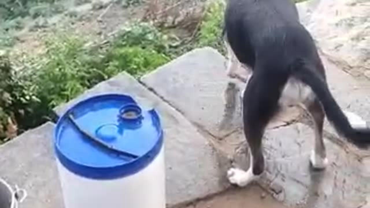 Funny Dog Playing with Water 😂😂😂