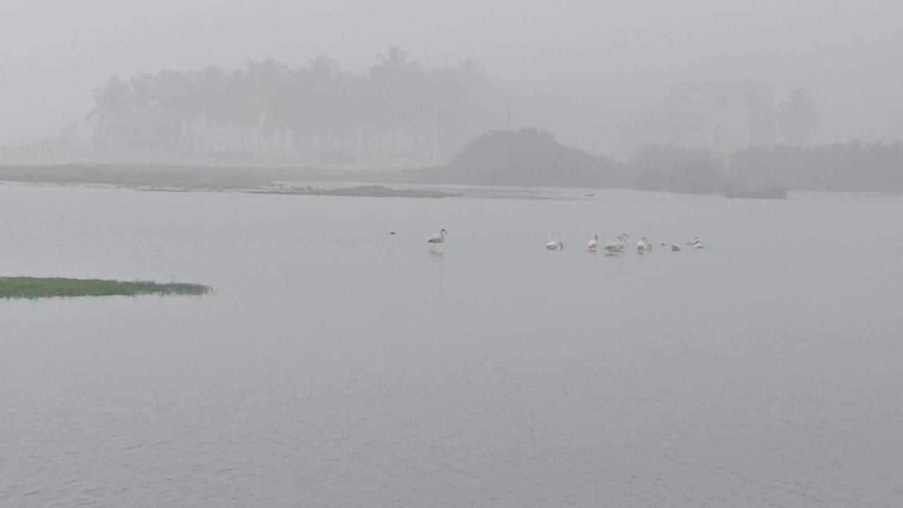 Rainy morning and birds enjoying in the lake