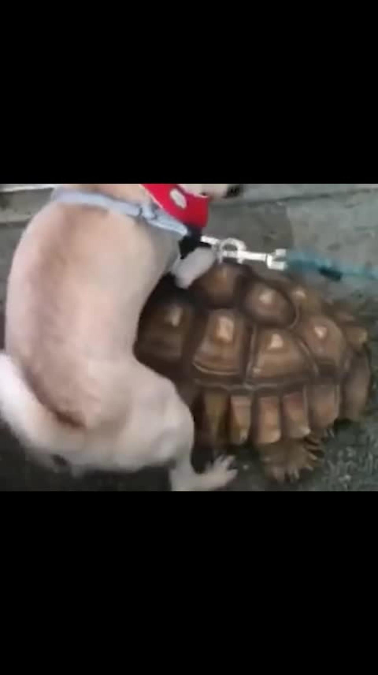 Turtle, don't go. Let me ride