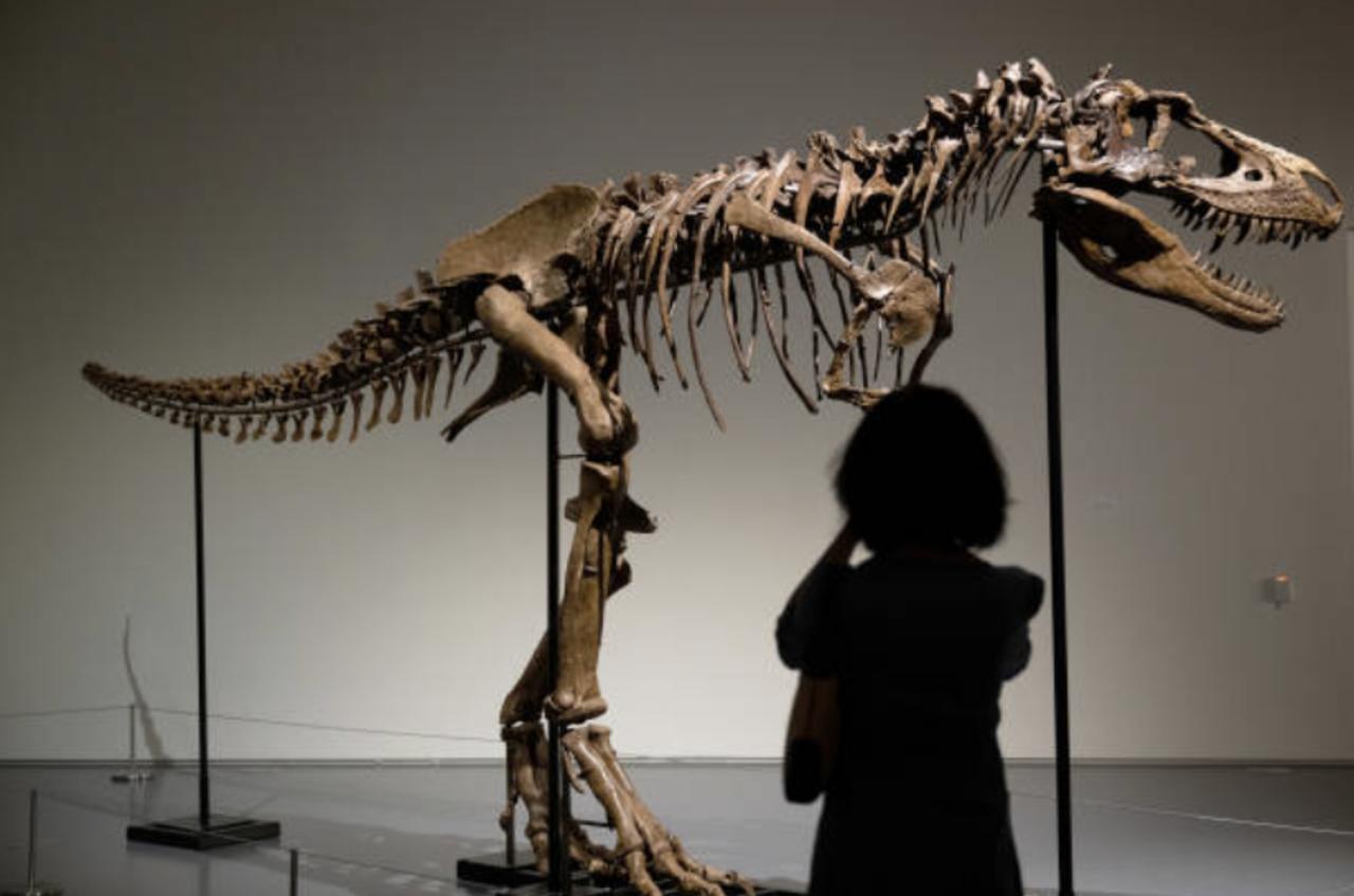 Dinosaur Skeleton To Be Auctioned Off By Sotheby's in NYC