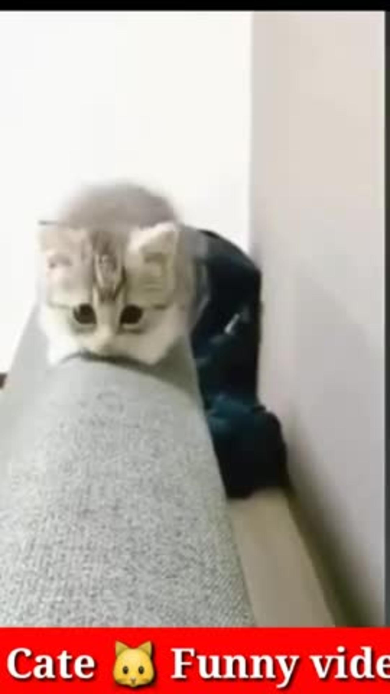 Funny cute cat video