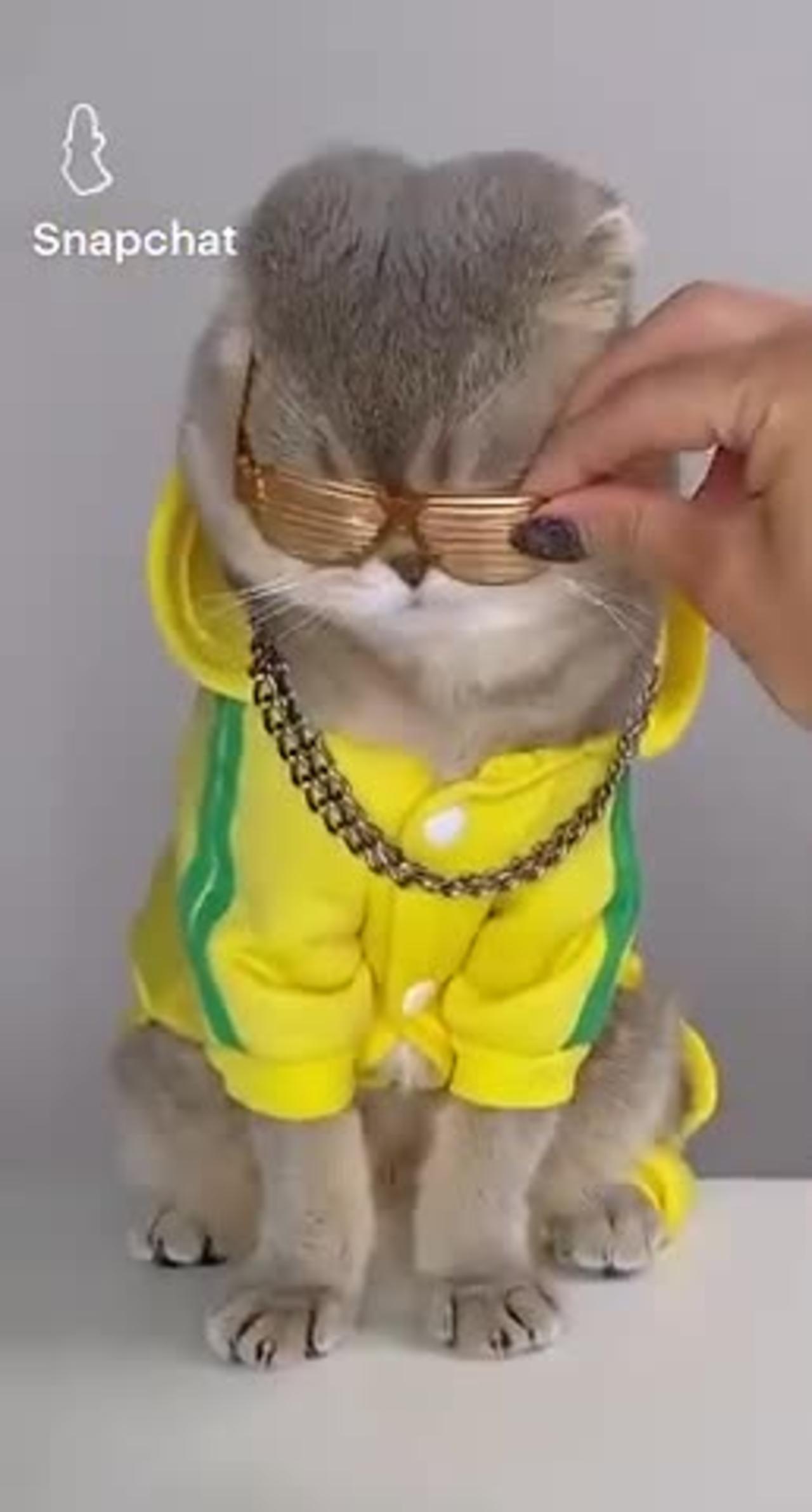 Swag 😎 cat funny video 🤣 New cat funny video