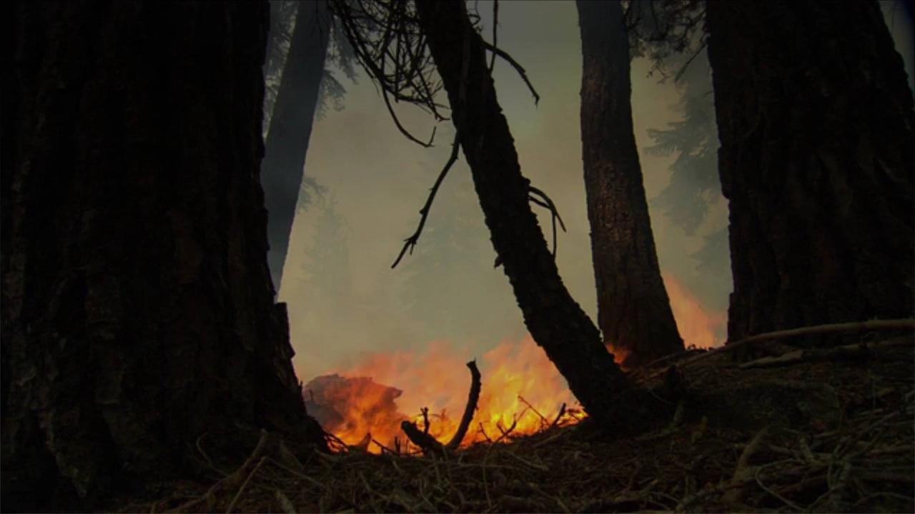 California Wildfire Threatens Yosemite's Giant Sequoia Grove