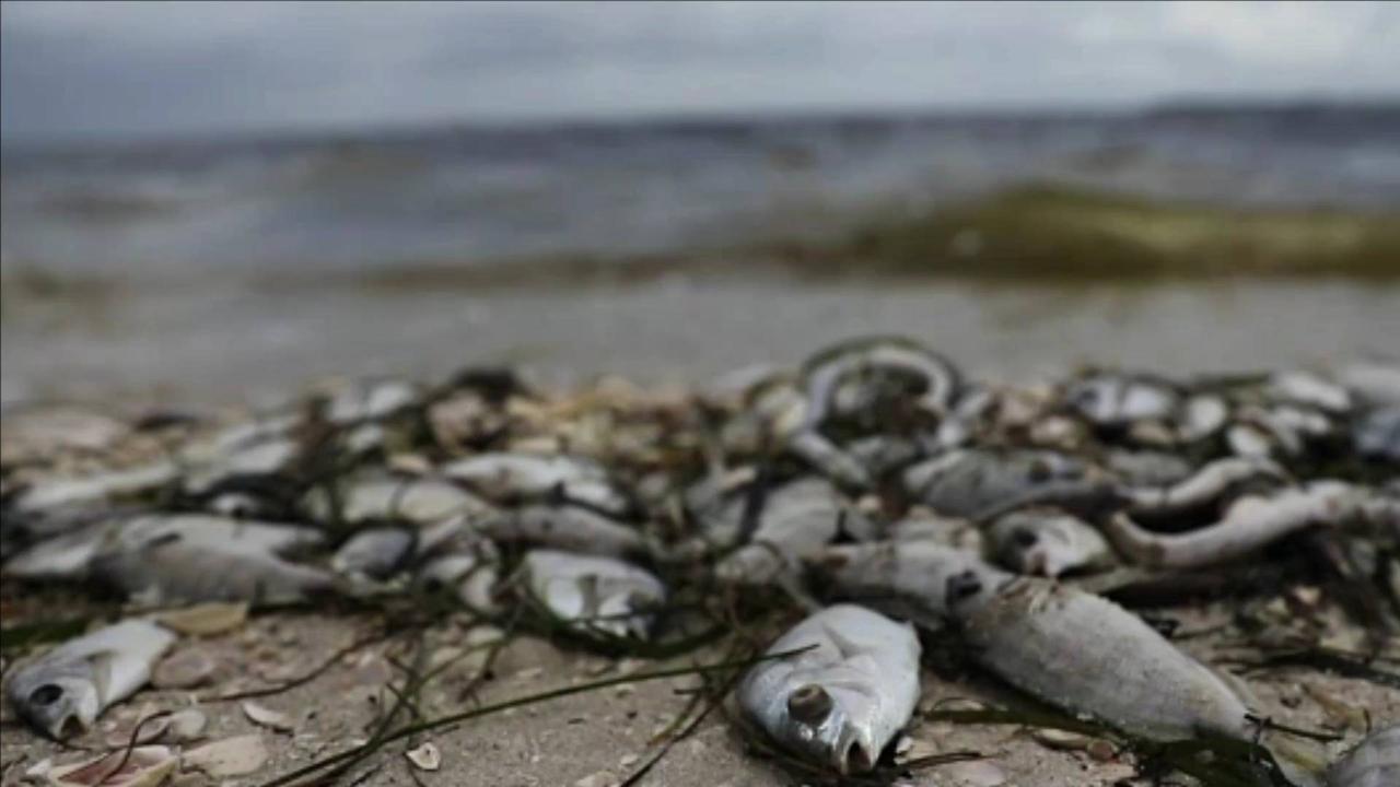 Thousands of Dead Fish Wash Ashore Creating 'Horrific' Smell