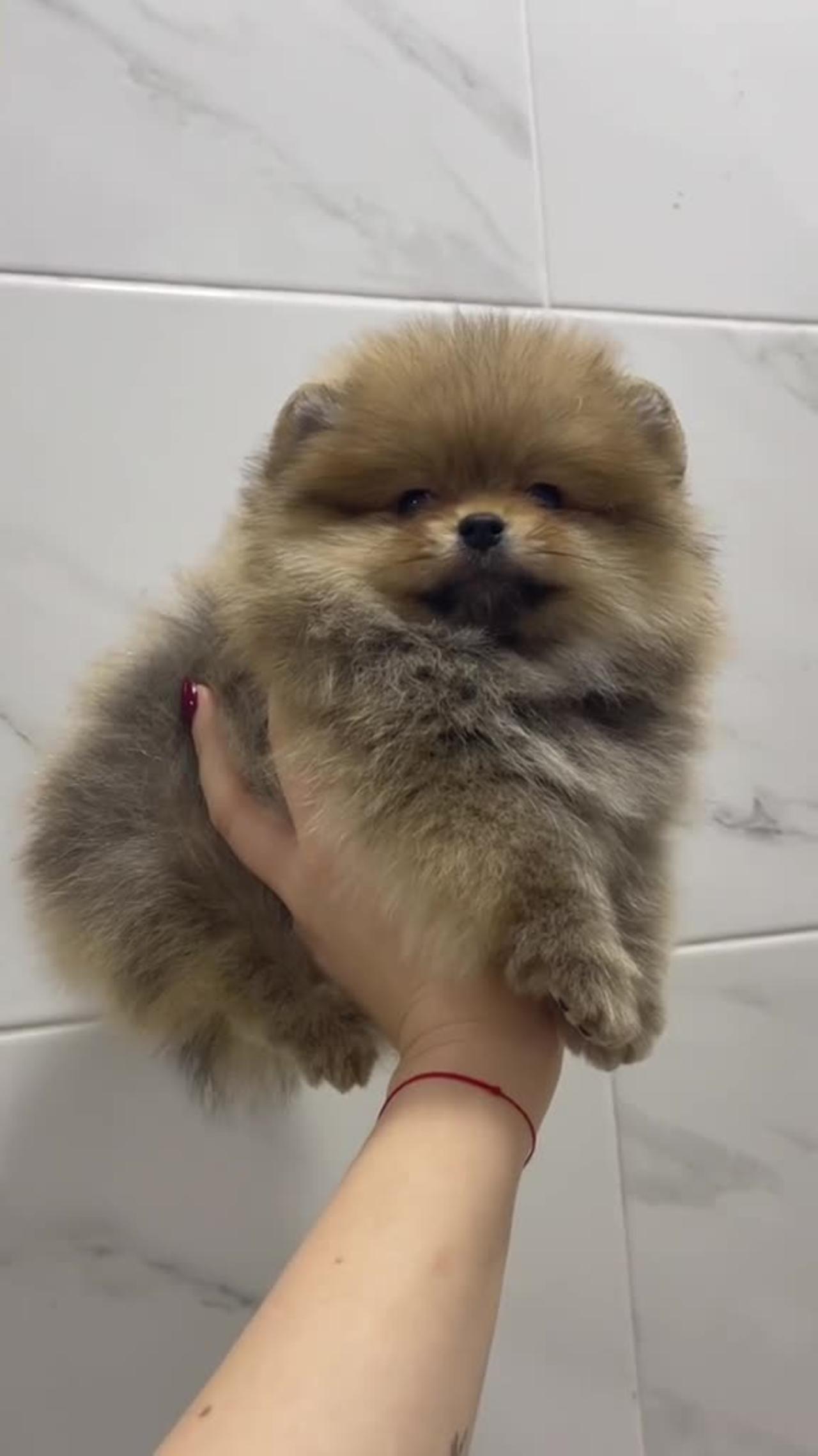 Cute Dog Puppy Pomeranian