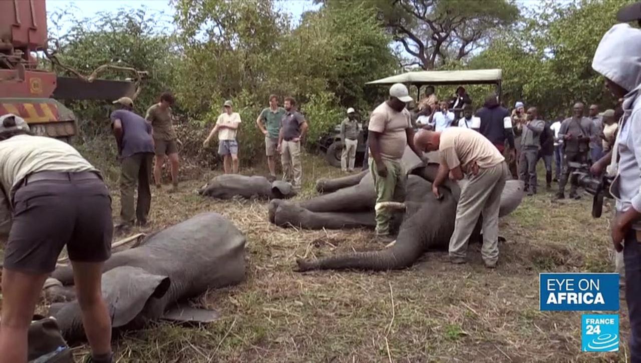 Hundreds of elephants in Malawi to be relhomed to larger national park