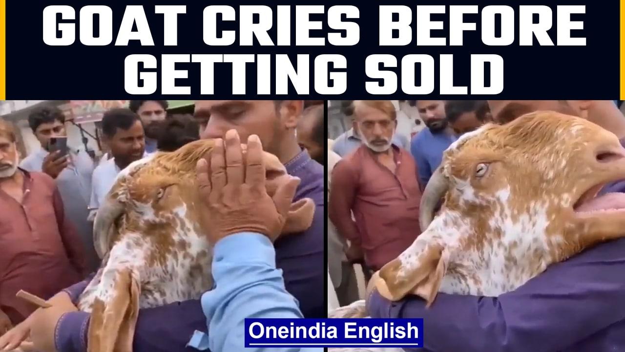 Crying goat goes viral after owner sells it off, Watch | Oneindia News *viralvideo