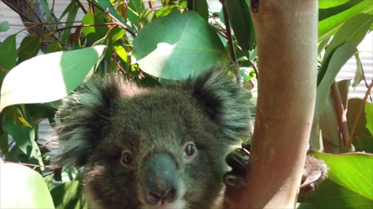 More Mammal Species Face Extinction in Australia Than Anywhere Else in the World