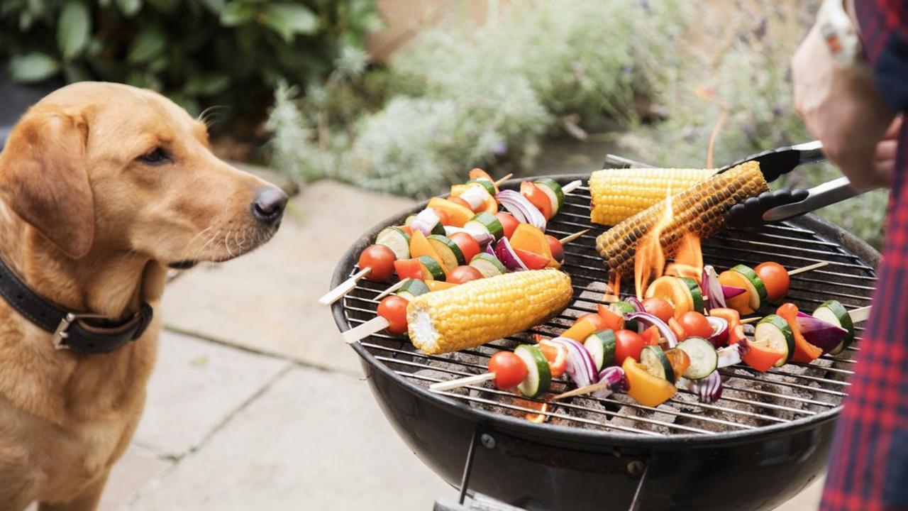 How to Keep Your Dog Safe at Summer Barbecues
