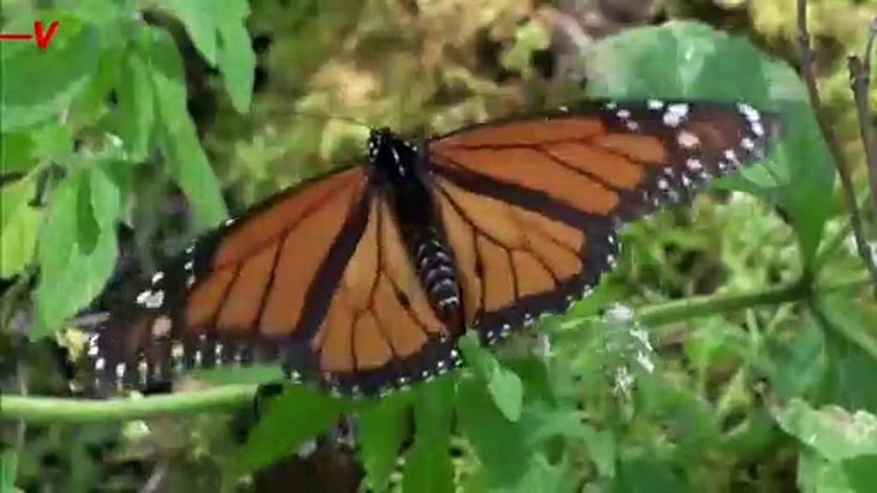 Monarch Butterflies Now Listed as Endangered by the IUCN Red List