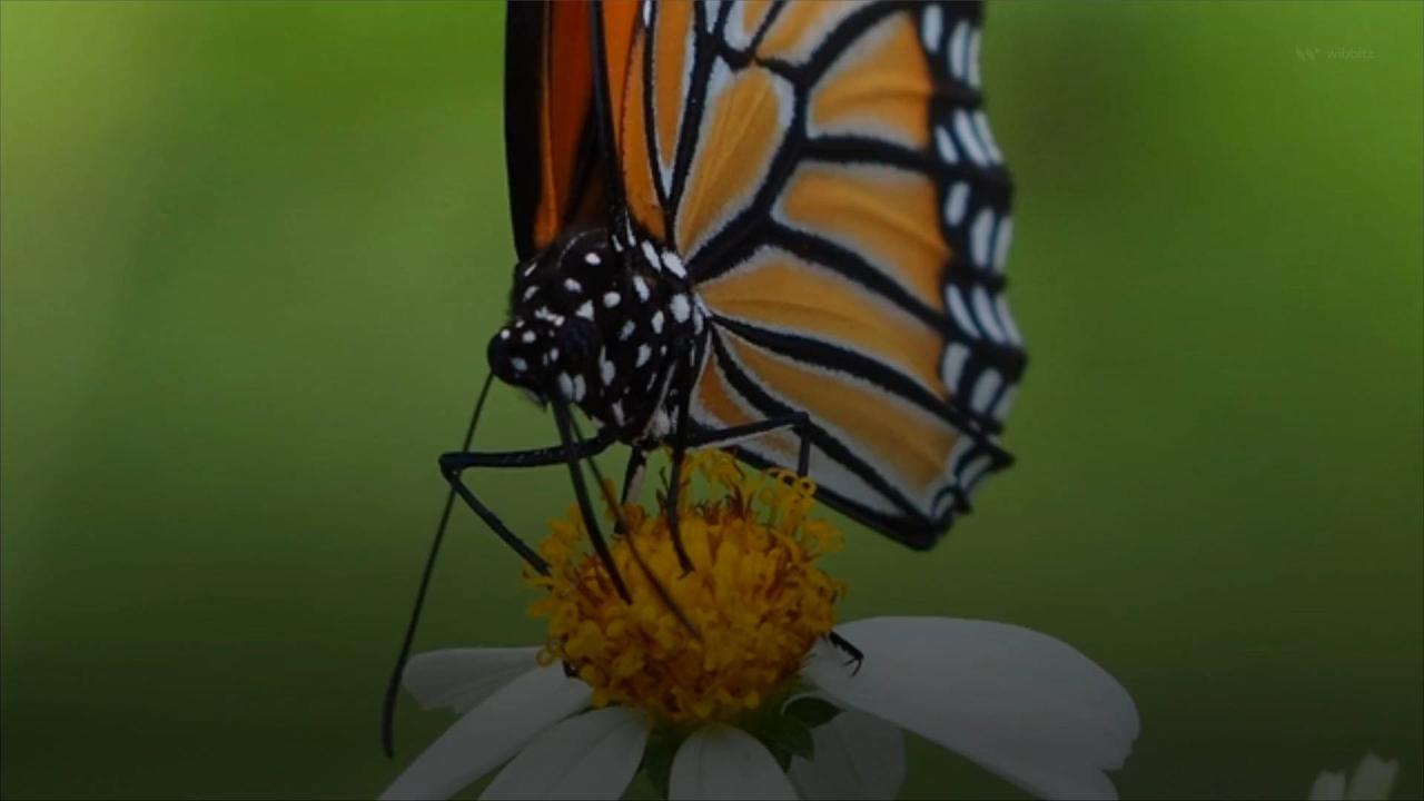 Monarch Butterflies Are Now Endangered