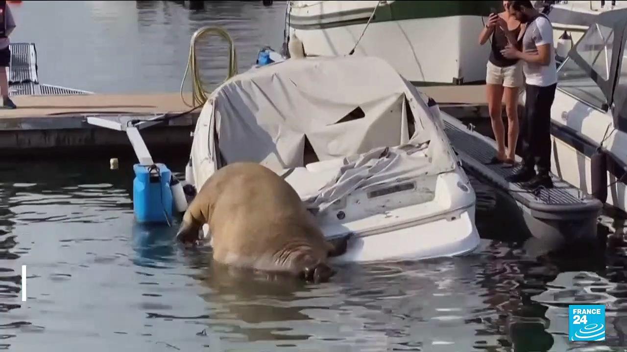 Boat-bending walrus visitor makes a splash in Norway