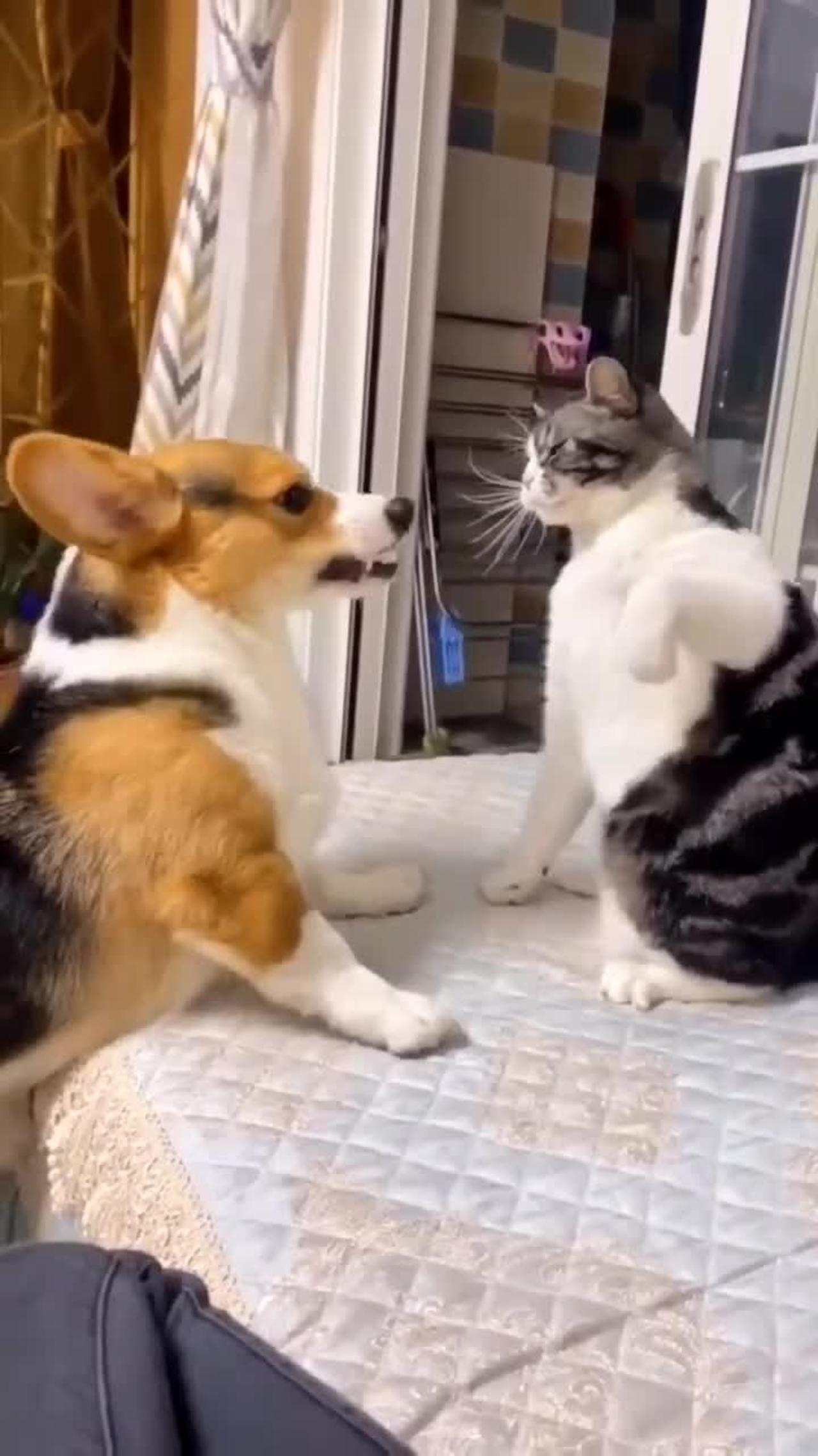 Cat love and dog
