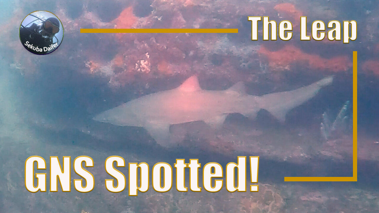 GNS Spotted! | Scuba Diving at The Leap | July 2021