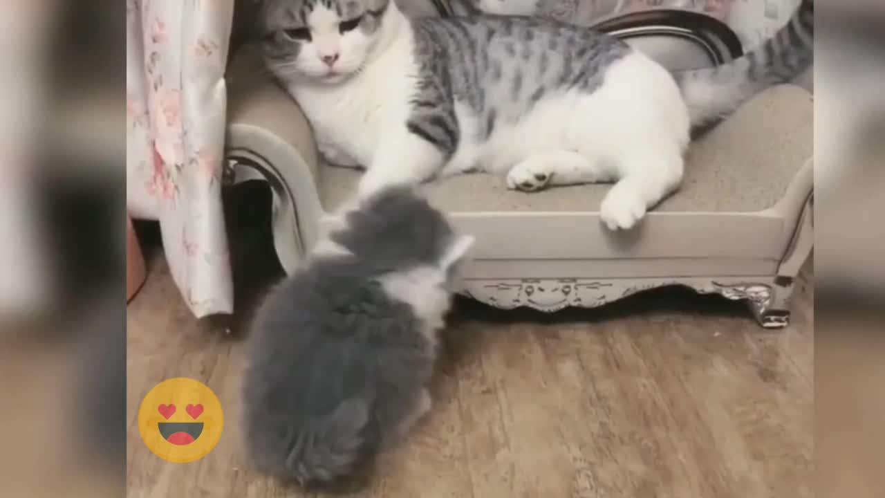 Cute and funny cat video