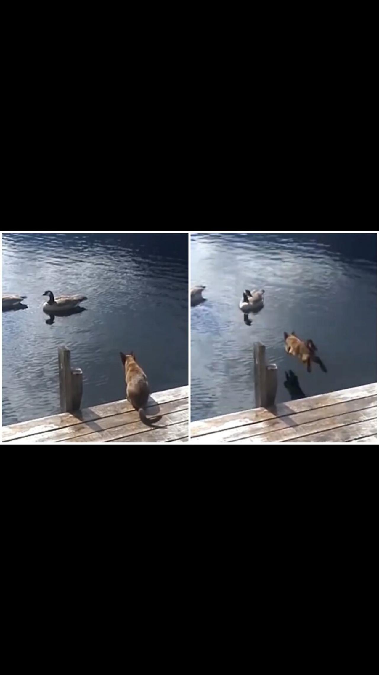 My pet jump in the lake and catching duck