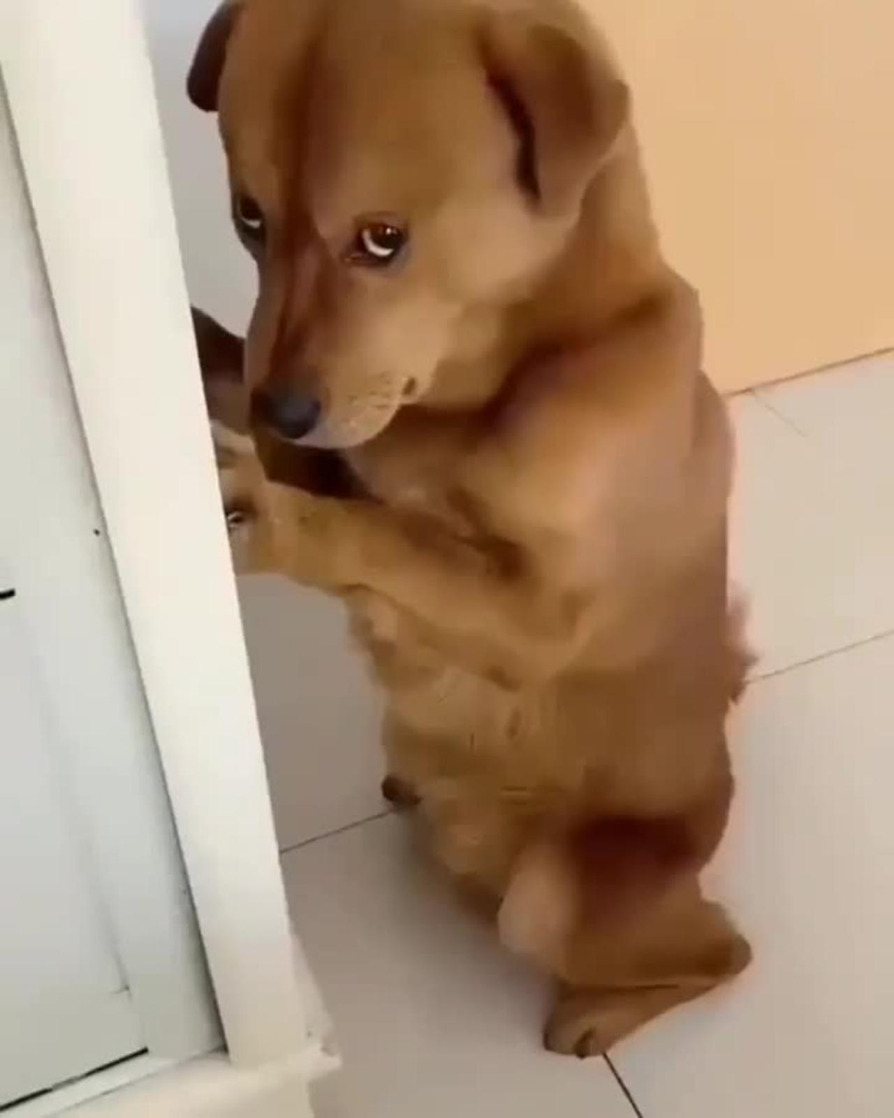 So cute and funny dog🐕